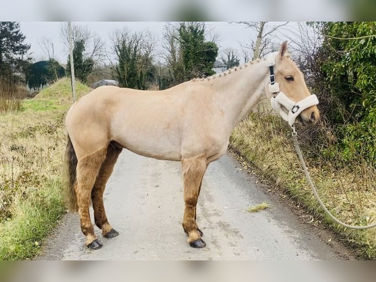 Connemara Caballo castrado 6 años 148 cm Palomino in Sligo