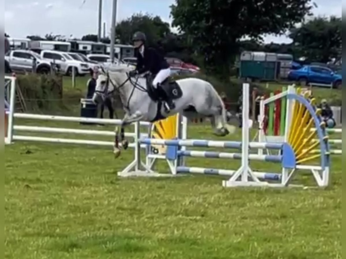 Connemara Mestizo Caballo castrado 6 años 148 cm Tordo in Monaghan