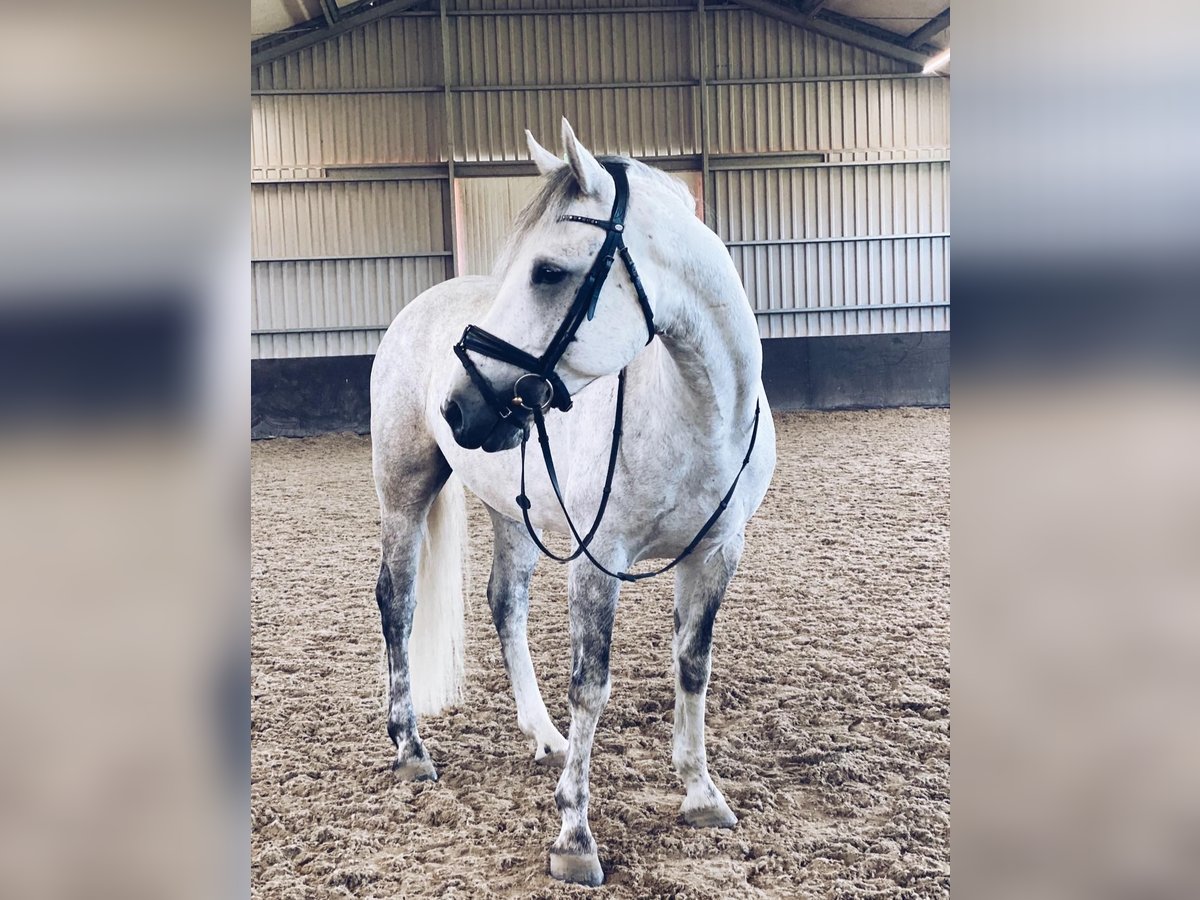 Connemara Caballo castrado 6 años 148 cm Tordo in Oudkarspel