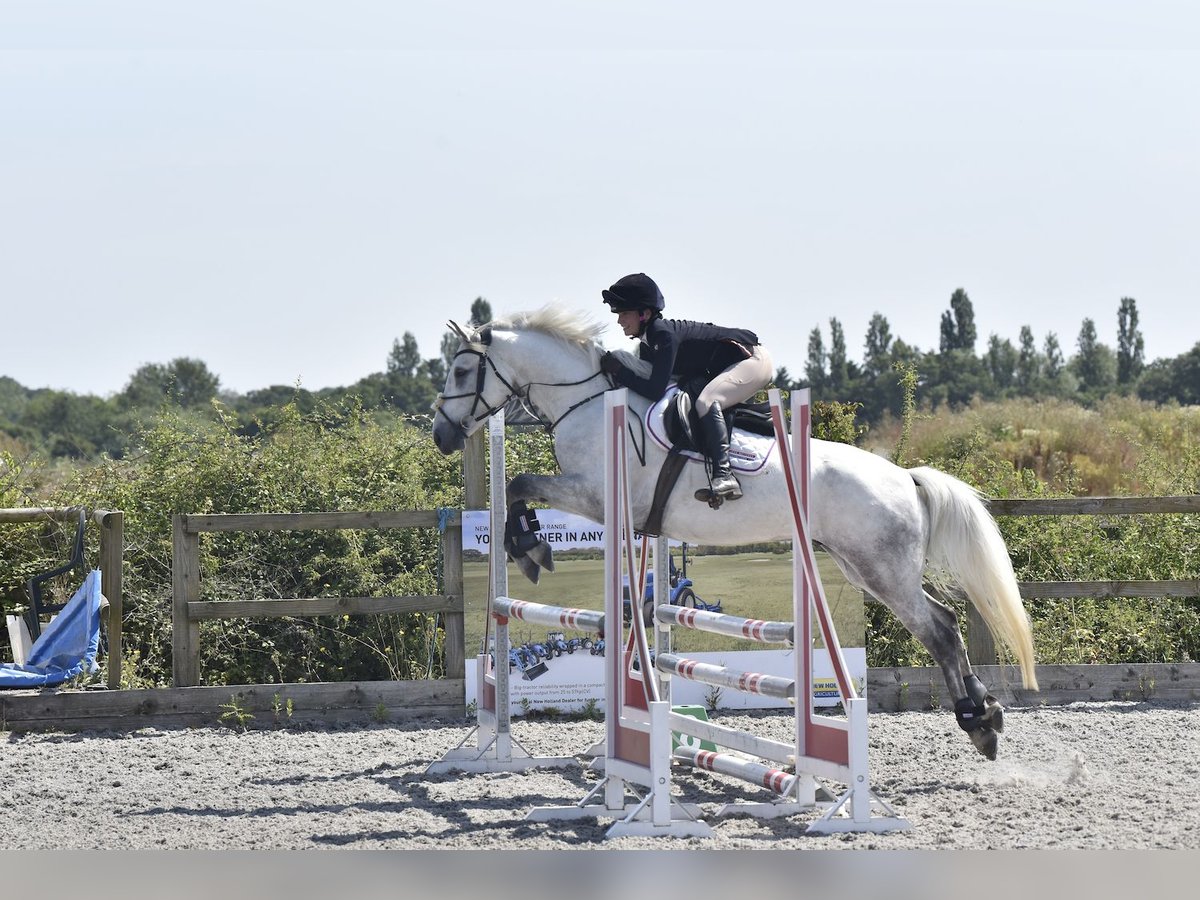 Connemara Caballo castrado 6 años 154 cm Tordo rodado in Havering-atte-Bower