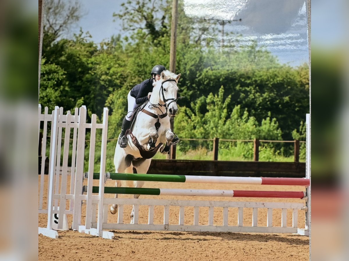 Connemara Caballo castrado 7 años 155 cm Tordo in Leicestershire