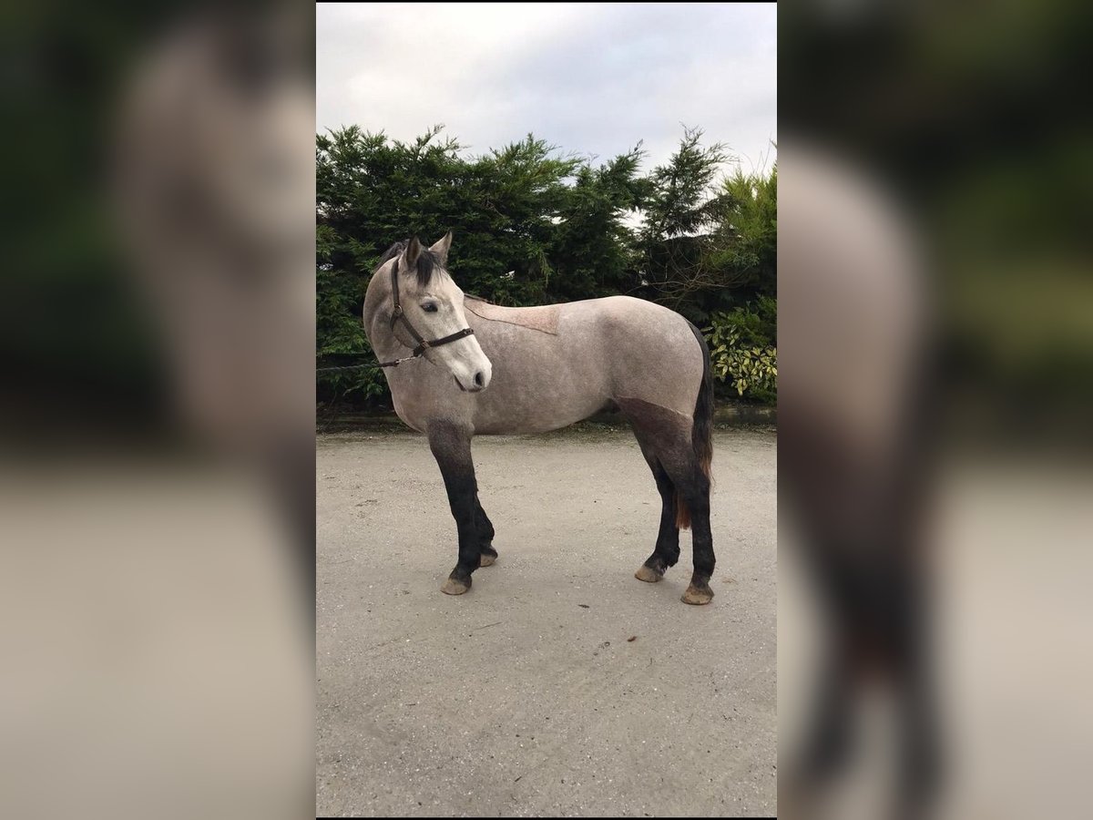 Connemara Caballo castrado 8 años 148 cm Tordo in Pieńki Zarębskie