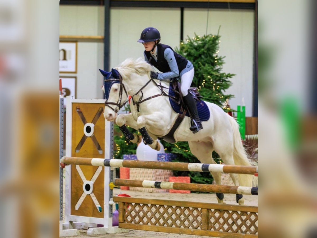 Connemara Caballo castrado 9 años 148 cm Cremello in Roggel