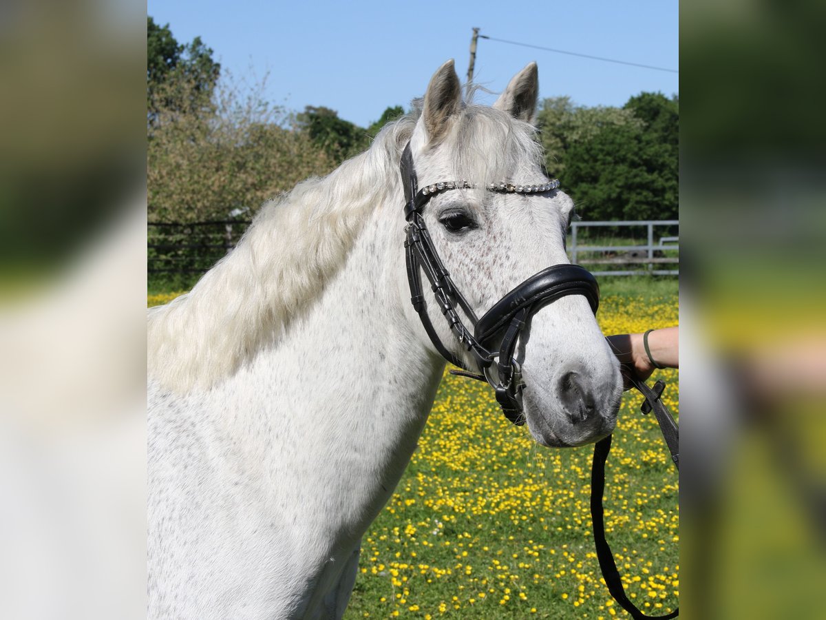 Connemara Castrone 11 Anni 134 cm Grigio in Wachtendonk
