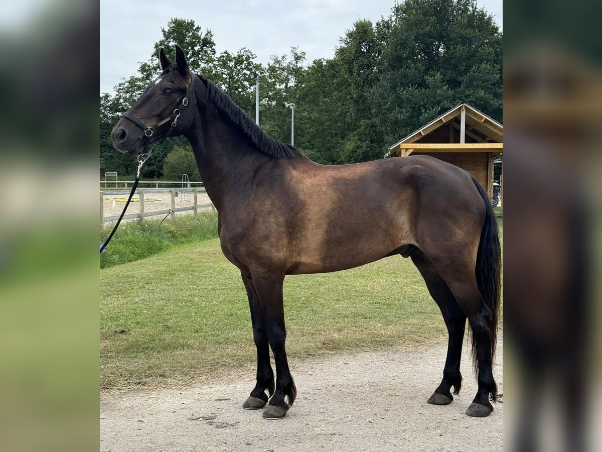 Connemara Castrone 14 Anni 160 cm Baio nero in Évenos