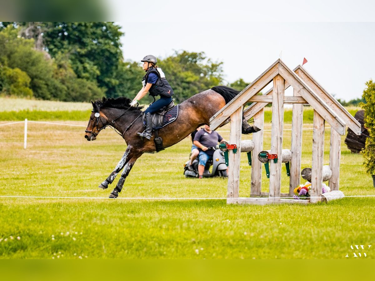 Connemara Castrone 16 Anni 149 cm Baio nero in Kobyłka