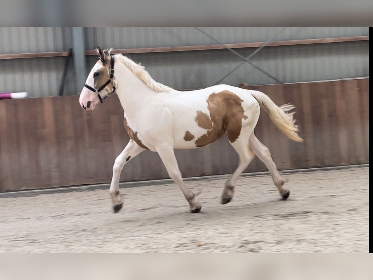 Connemara Castrone 3 Anni 155 cm Pezzato in Zieuwent