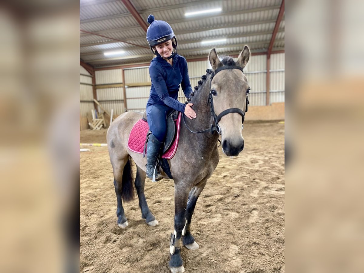 Connemara Castrone 4 Anni 138 cm Falbo in Sligo