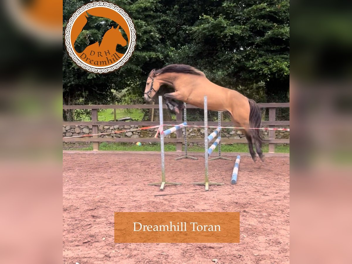 Connemara Castrone 4 Anni 148 cm Pelle di daino in Loughrea