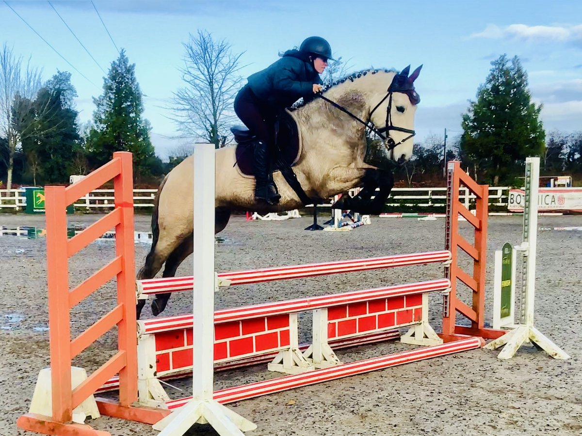 Connemara Castrone 4 Anni 152 cm Falbo in Mountrath