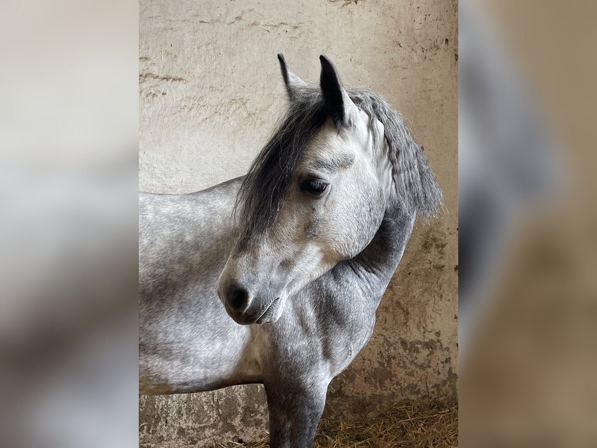 Connemara Castrone 5 Anni 149 cm Grigio in Icking