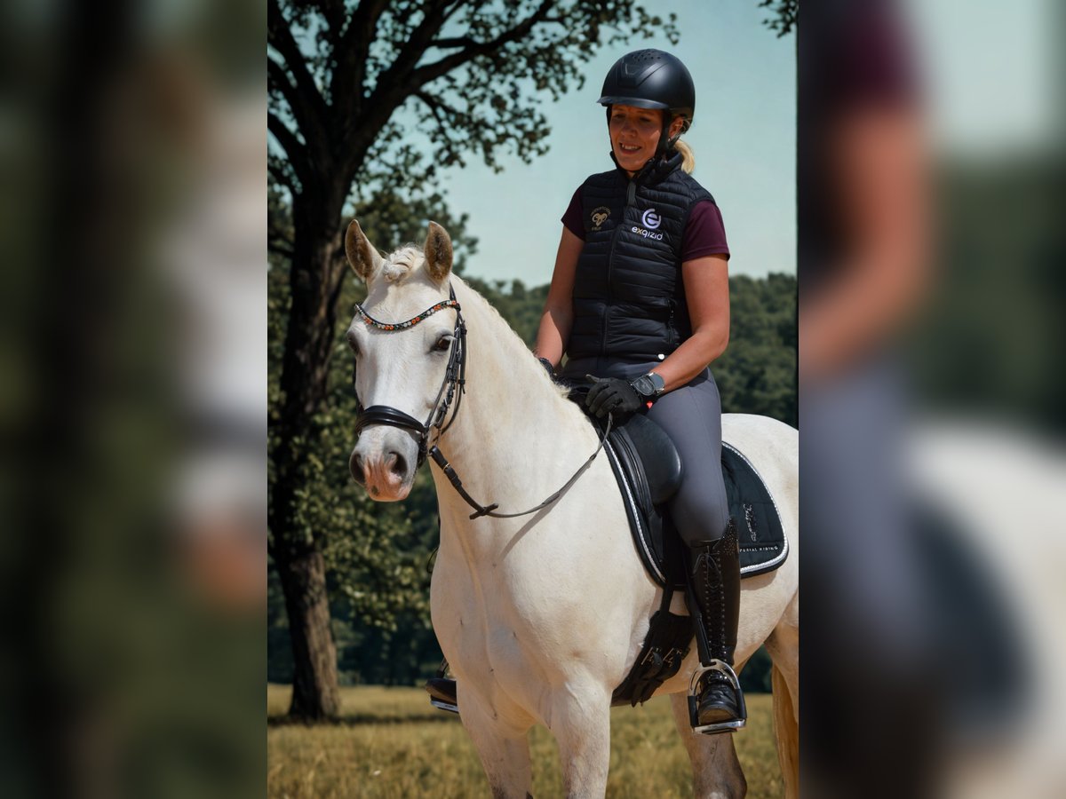 Connemara Castrone 6 Anni 148 cm Grigio in Eckersdorf Connemara Castrone 6 Anni 148 cm Grigio in Eckersdorf