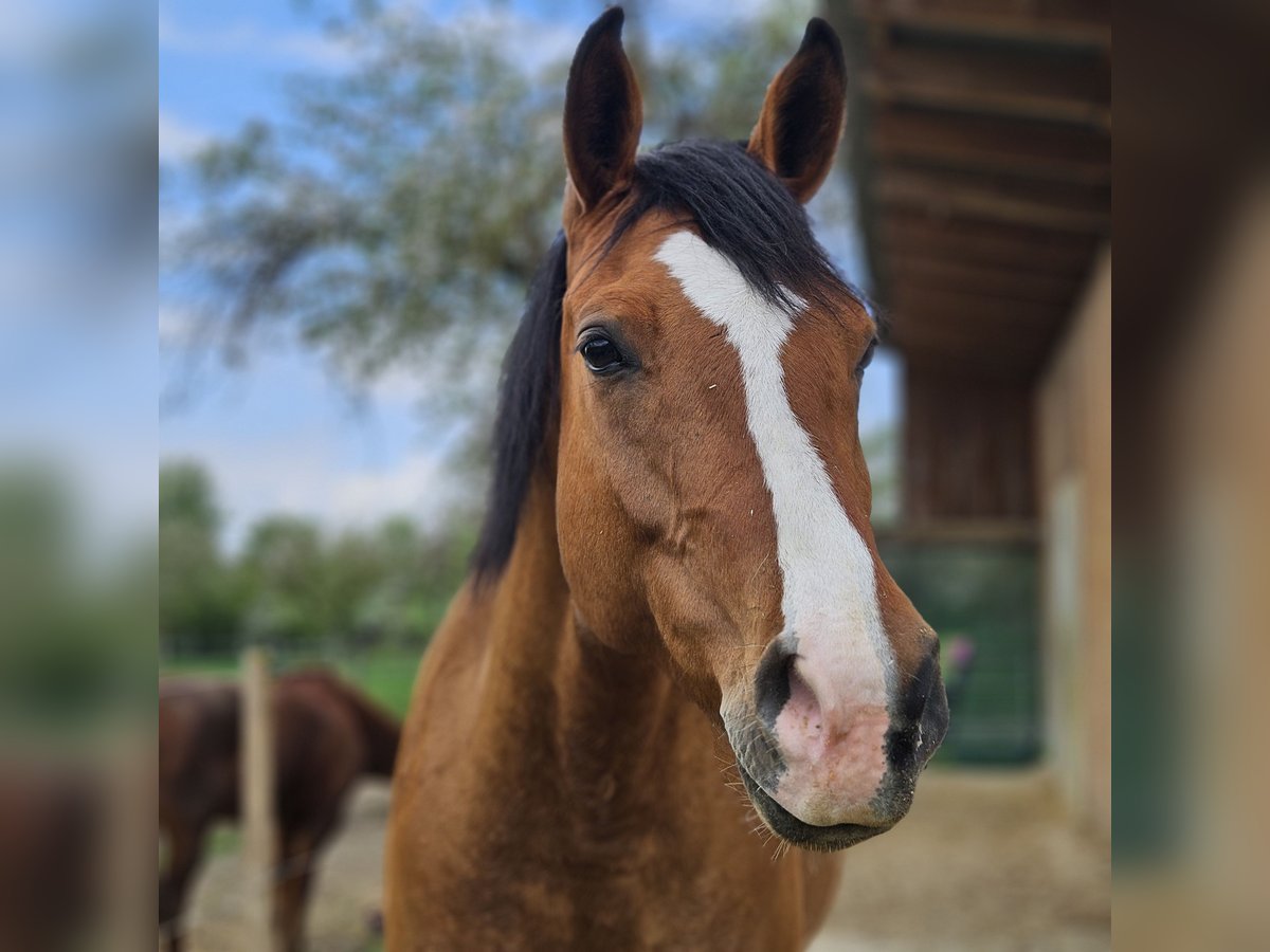 Connemara Mix Castrone 8 Anni 165 cm in Blaufelden