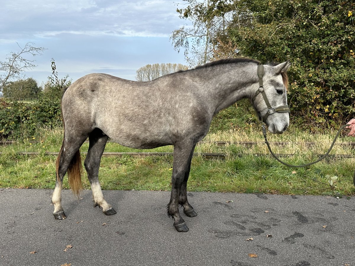 Connemara Étalon 2 Ans Gris (bai-dun) in Goch