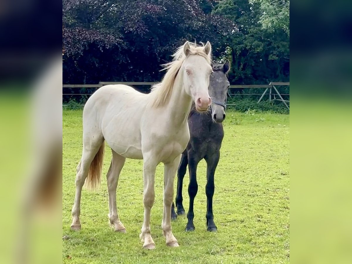 Connemara Étalon 2 Ans Perlino in Osdorf