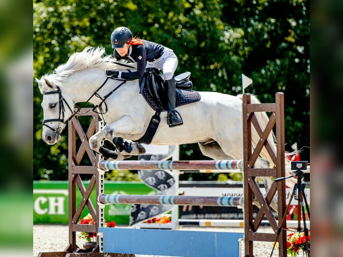 Connemara Gelding 10 years 14,2 hh Gray in Radzymin