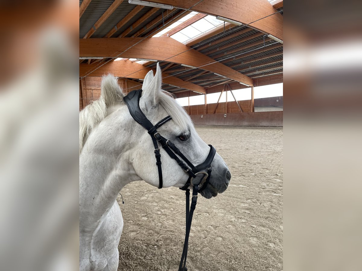 Connemara Gelding 10 years 14,3 hh Gray-Fleabitten in Gründau