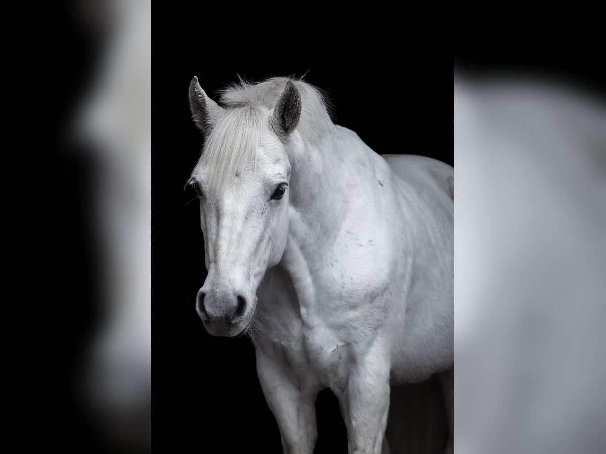 Connemara Gelding 11 years 14,3 hh Gray-Fleabitten in Gründau