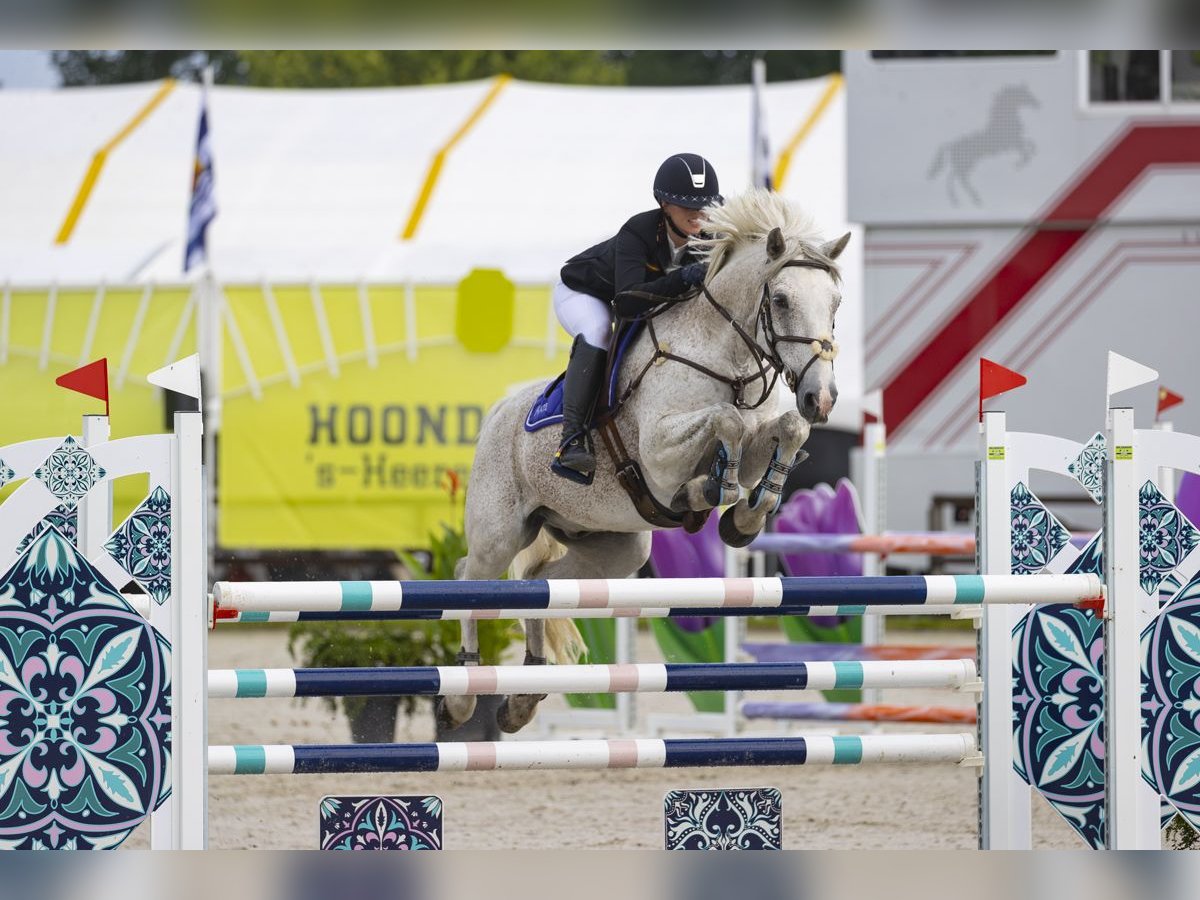 Connemara Gelding 11 years 14,2 hh Grey in Selm