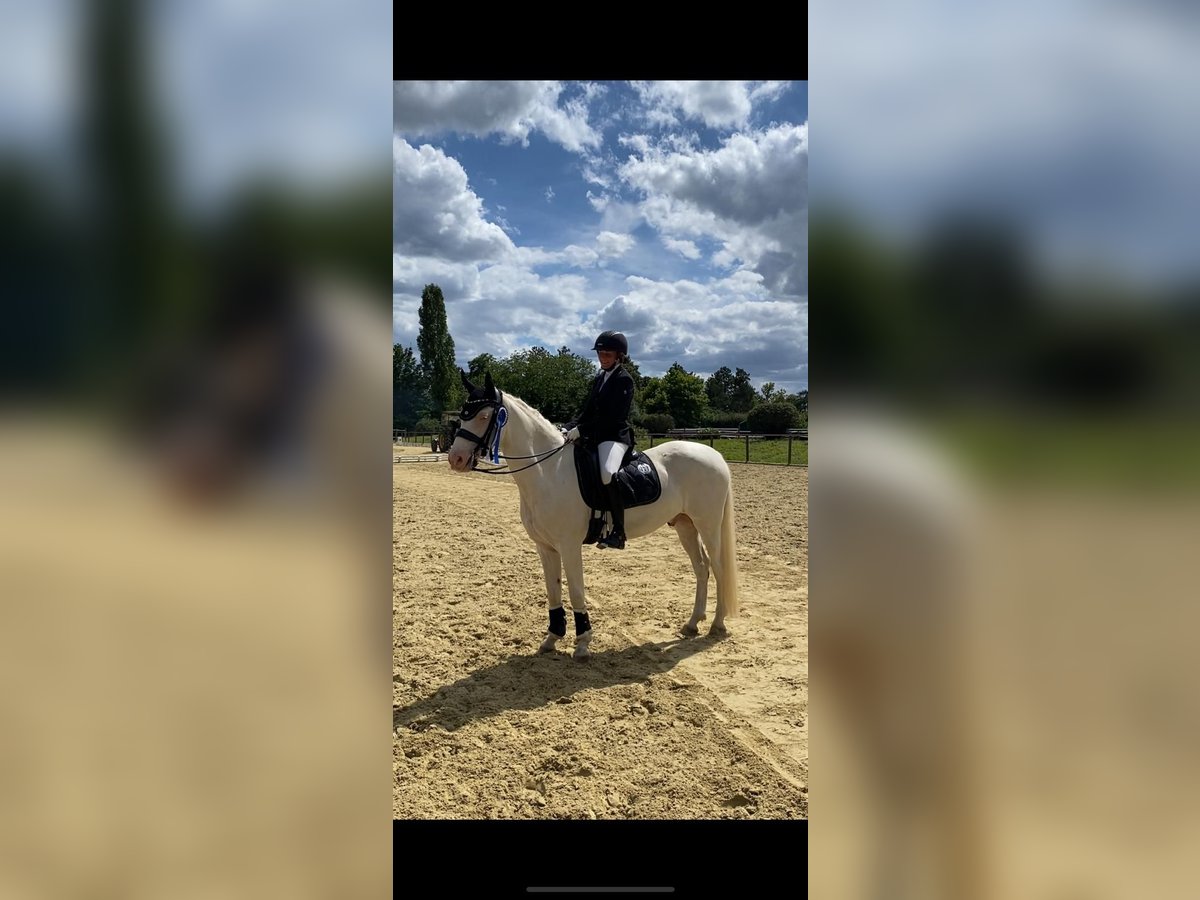 Connemara Gelding 12 years 14,1 hh Cremello in Bad König