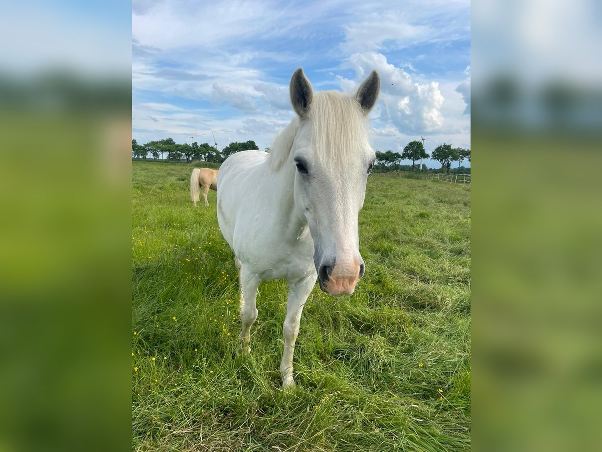 Connemara Gelding 12 years 14,2 hh Gray in Jever