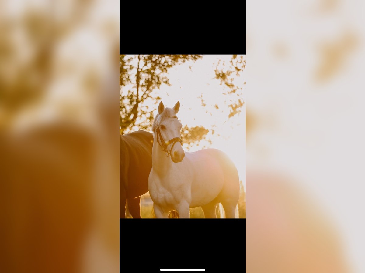 Connemara Gelding 12 years 14,1 hh Grey in Winnenden