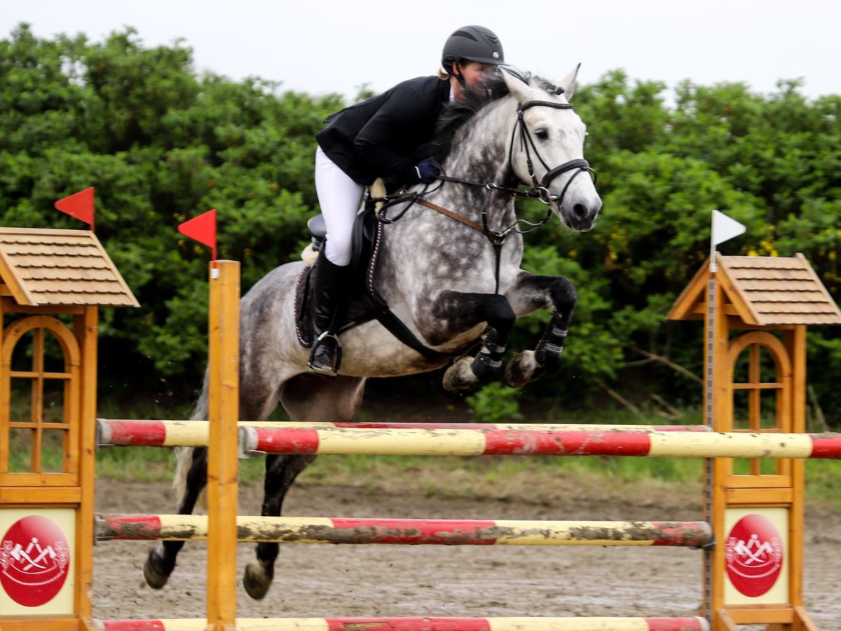 Connemara Gelding 12 years 14,2 hh Grey-Dark-Tan in S&#xFC;derl&#xFC;gum