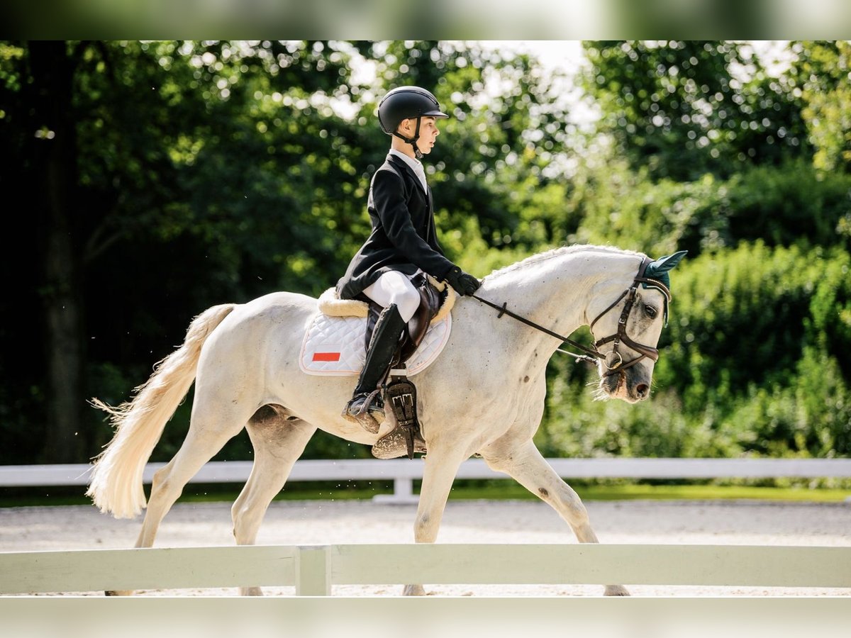 Connemara Gelding 12 years Grey in Jasienica