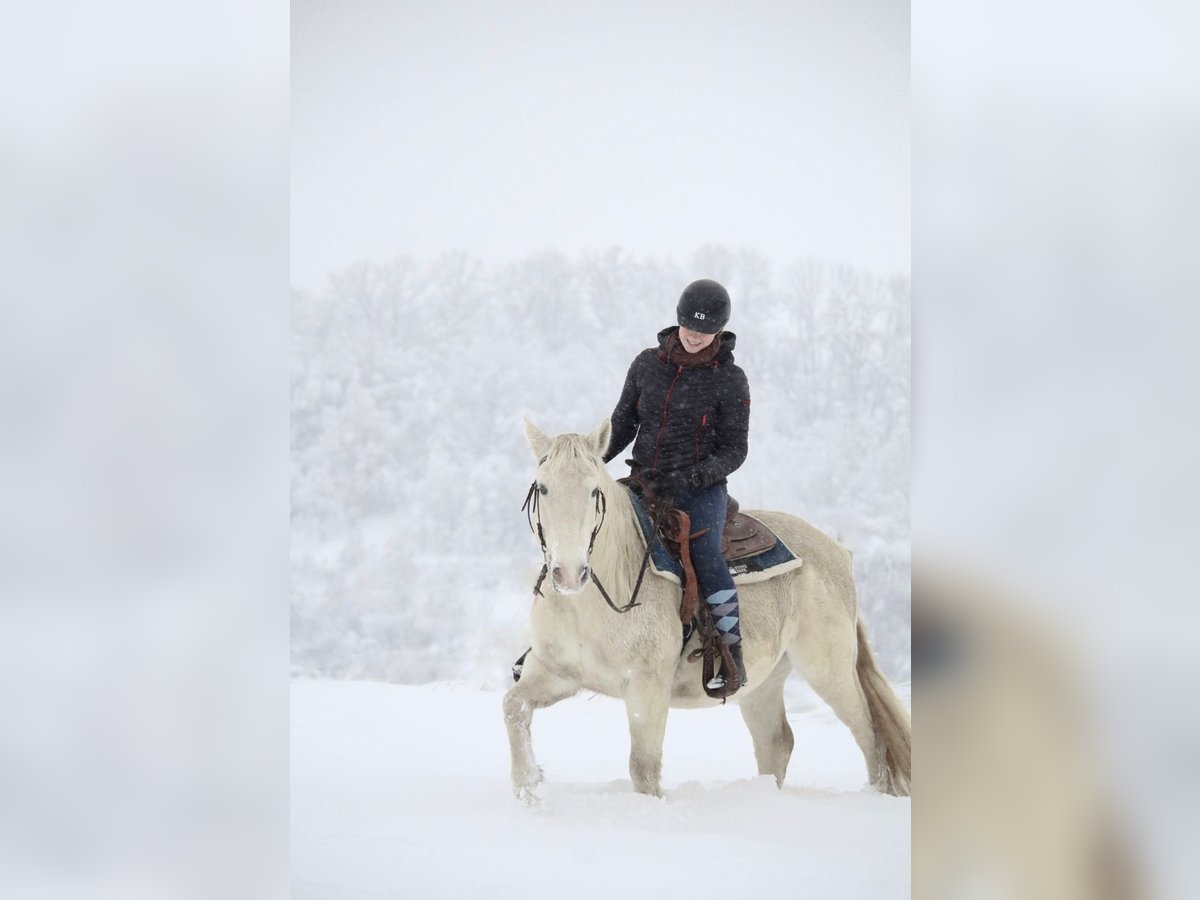 Connemara Gelding 13 years 14 hh Gray in Langquaid