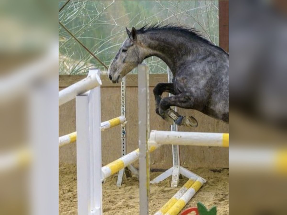 Connemara Gelding 13 years 15,1 hh Gray in Waldbröl