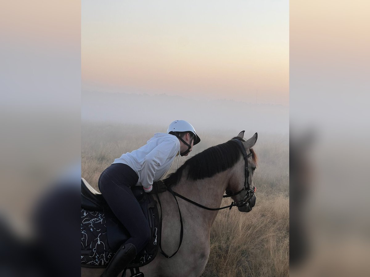 Connemara Mix Gelding 13 years 15 hh Buckskin in Enter