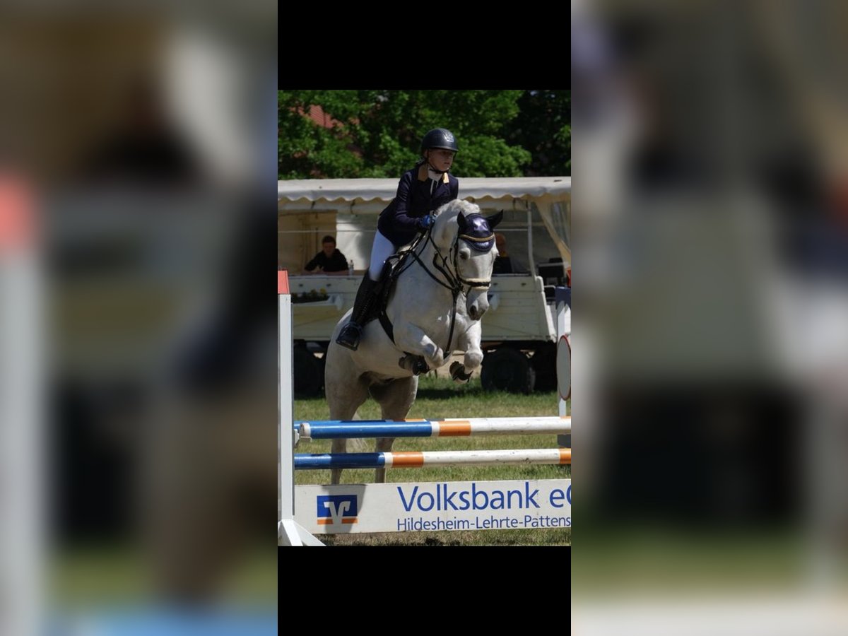 Connemara Gelding 13 years 15 hh Gray in Burgdorf