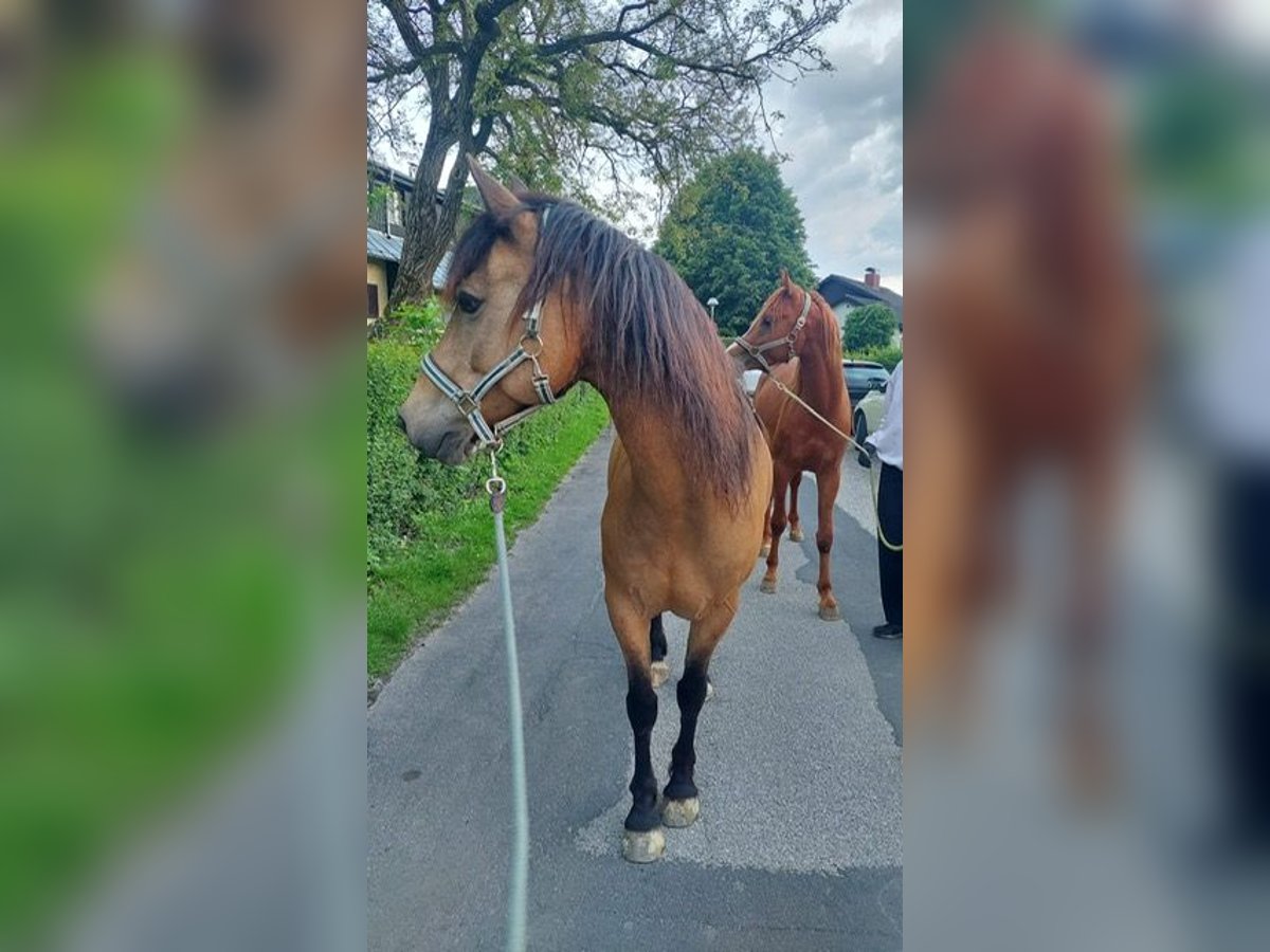 Connemara Gelding 14 years 14,3 hh Dun in Stattegg b. Graz