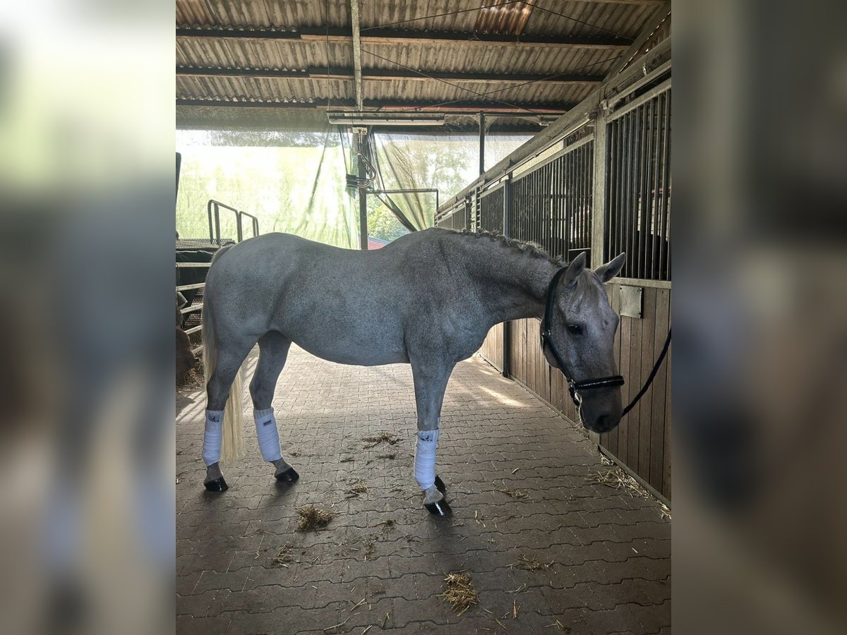 Connemara Gelding 14 years 14,2 hh Gray-Fleabitten in Hopsten