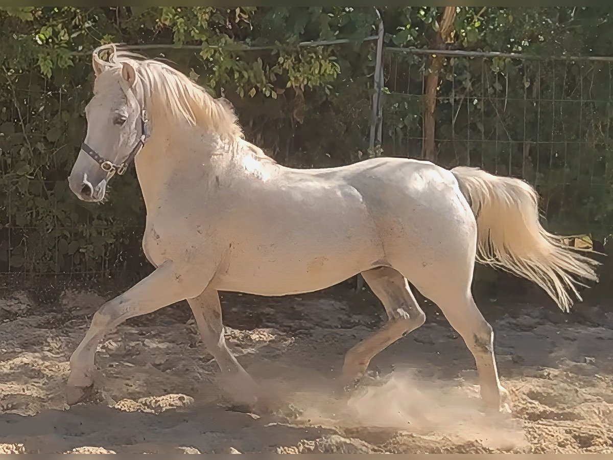Connemara Gelding 14 years 15,1 hh Grey-Fleabitten in Lage