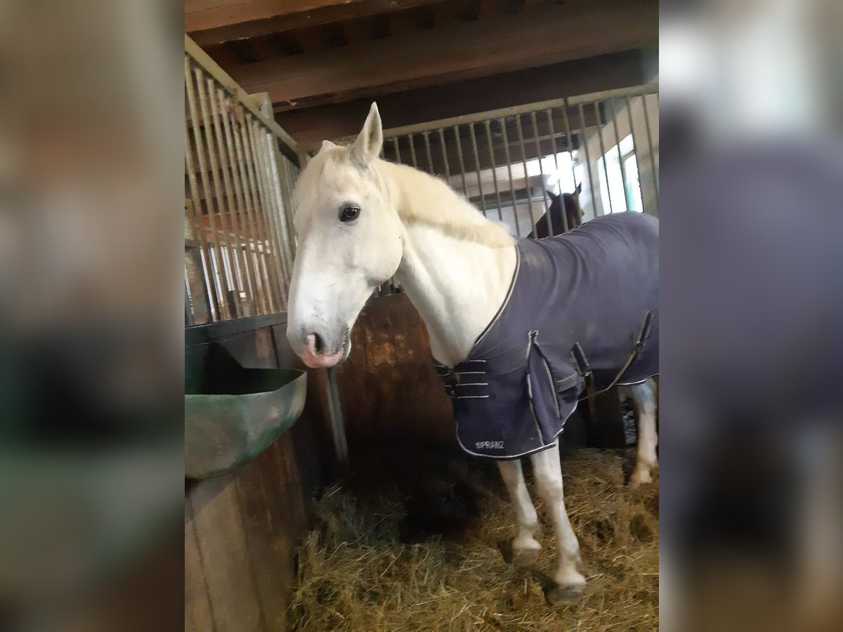 Connemara Gelding 15 years 14,2 hh Gray in Pressbaum