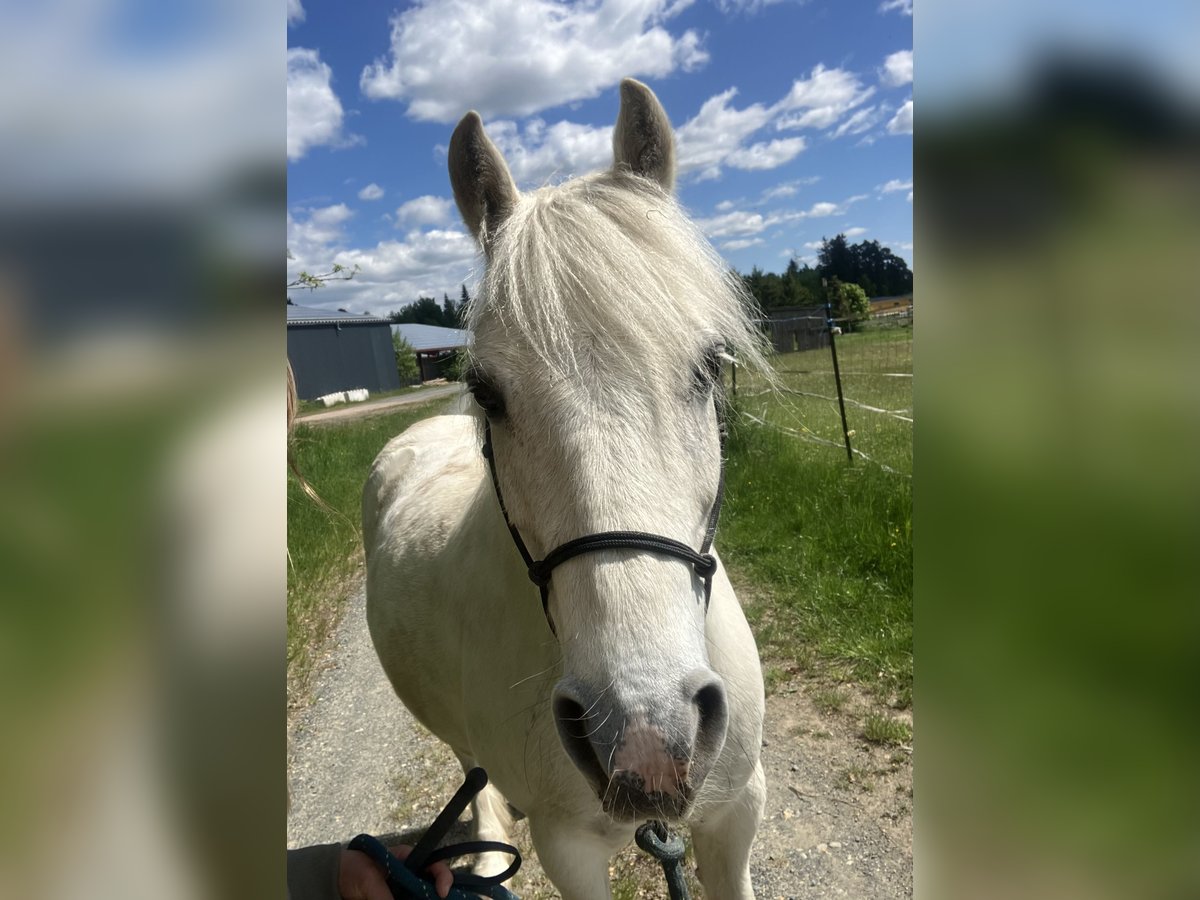 Connemara Mix Gelding 16 years 13,2 hh Grey in Schwarzenbach an der Saale
