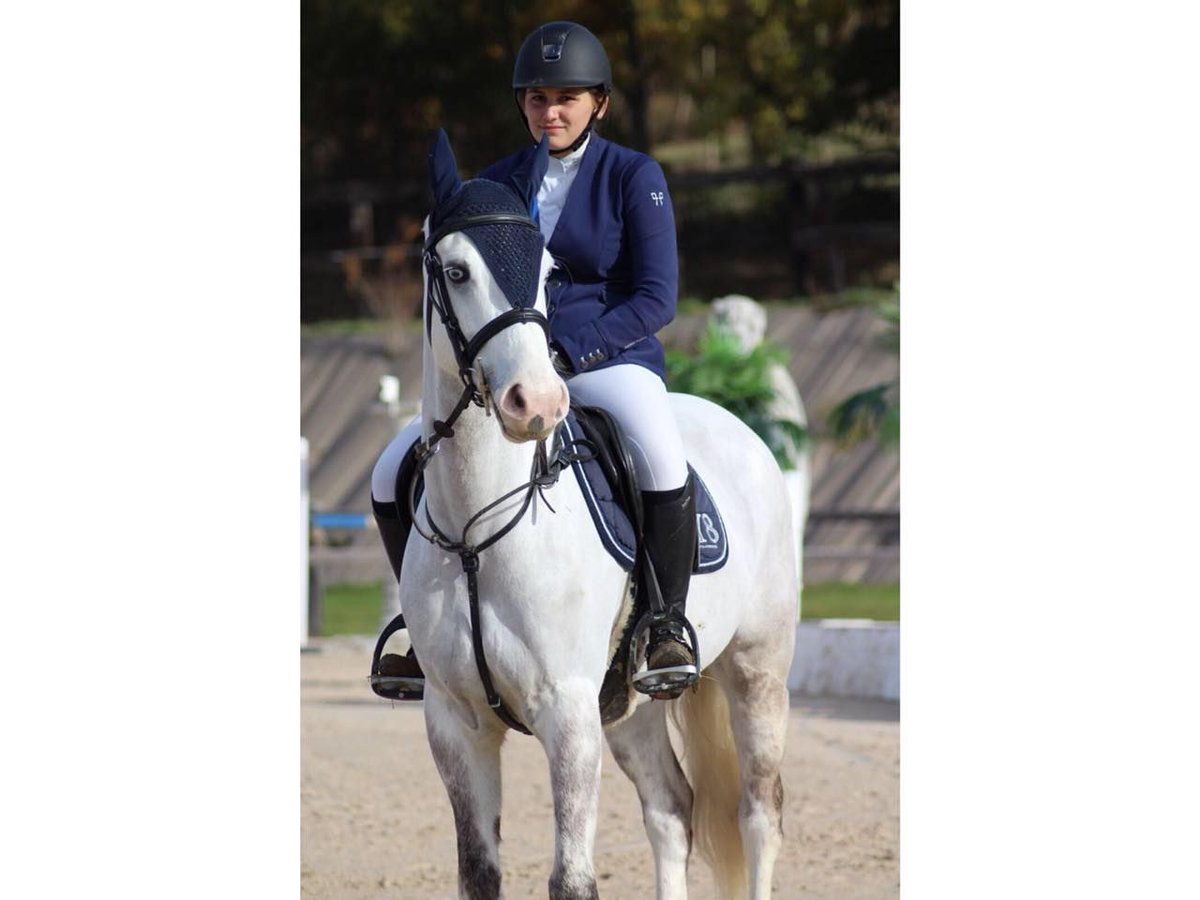 Connemara Gelding 16 years 14,2 hh in Fontenilles