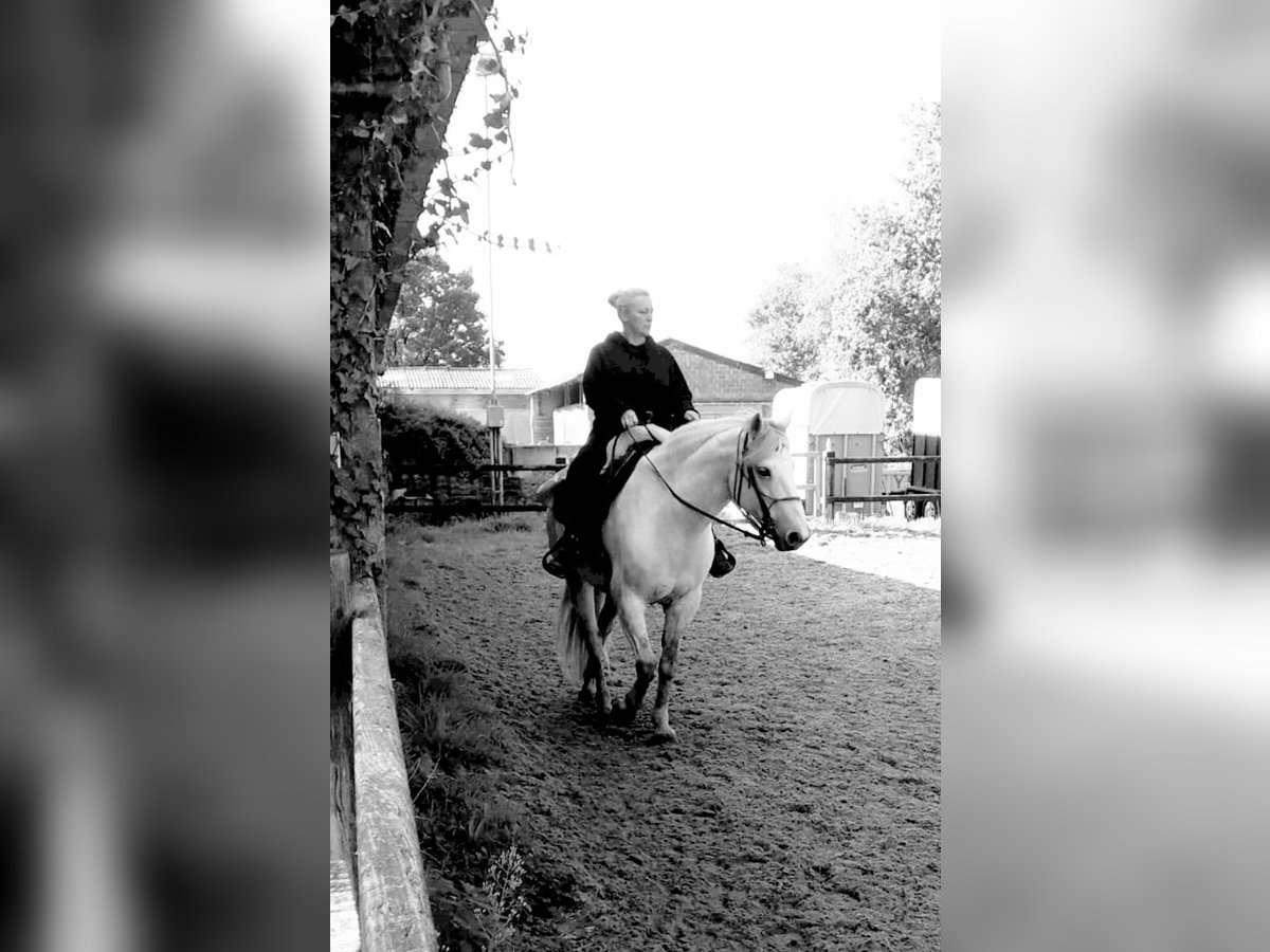 Connemara Gelding 16 years 15,2 hh in Brecht