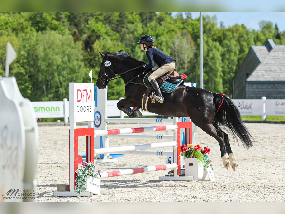 Connemara Mix Gelding 17 years 14,2 hh Black in Sopot