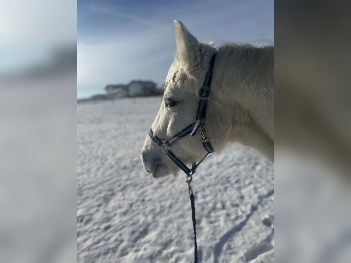 Connemara Gelding 19 years 14,3 hh Gray in Kirchweidach