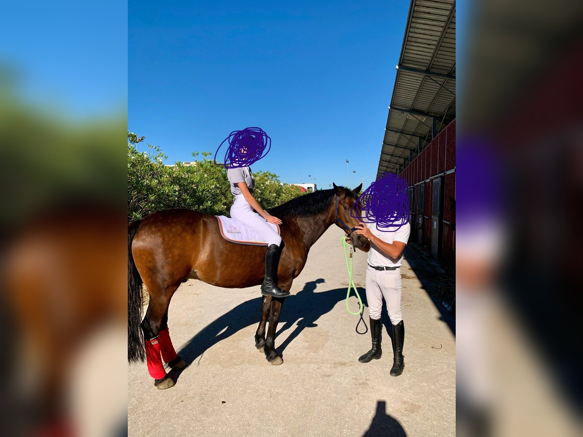 Connemara Gelding 19 years 14,2 hh Bay-Dark in Palermo