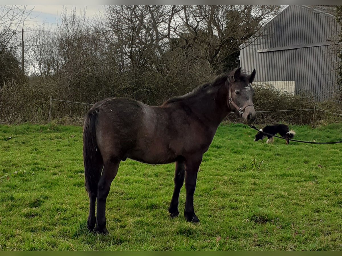 Connemara Gelding 1 year 10,2 hh Brown Falb mold in Pl&#xE9;ch&#xE2;tel