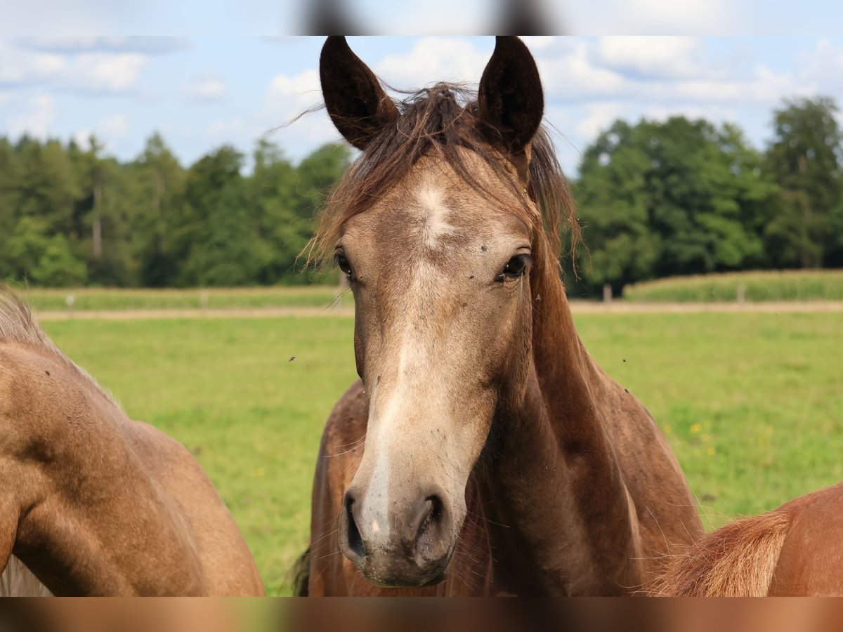 Connemara Mix Gelding 1 year 15,2 hh Dun in Mudau Reisenbach