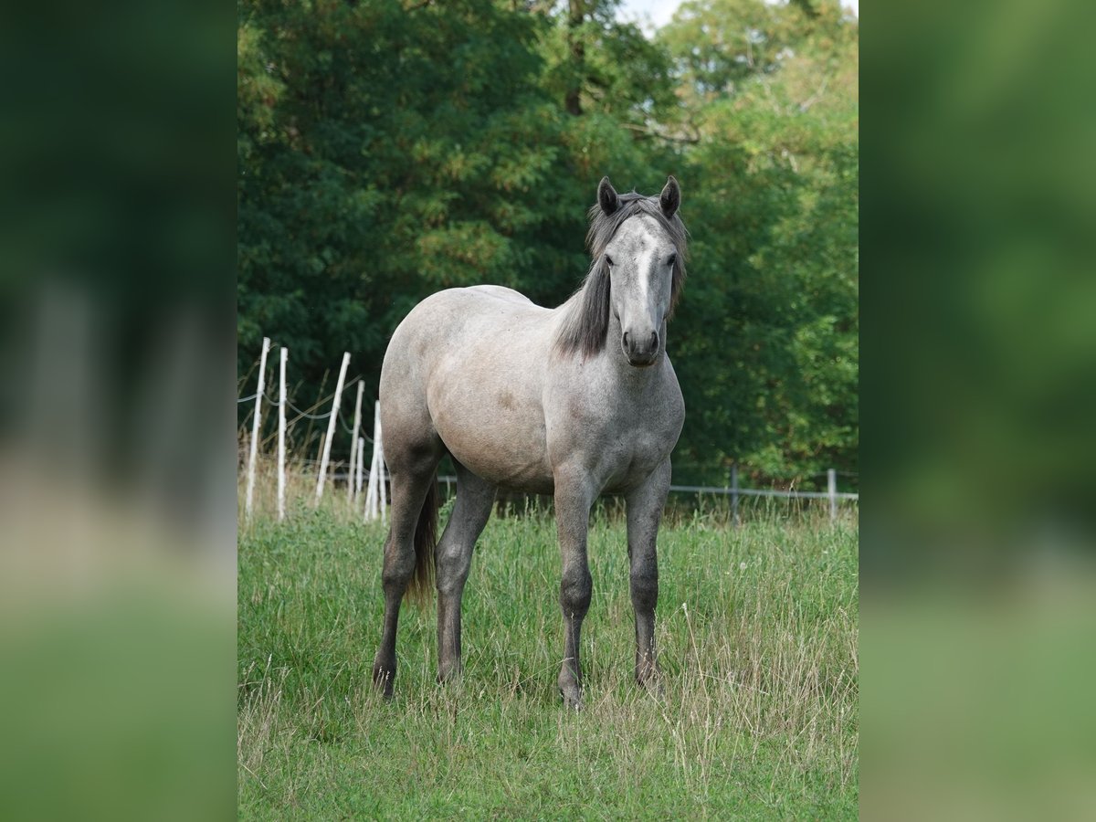 Connemara Gelding 1 year Grey in Straskov