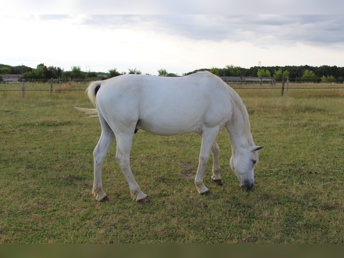 Connemara Gelding 21 years 14,1 hh Gray in Cinq mars la pile