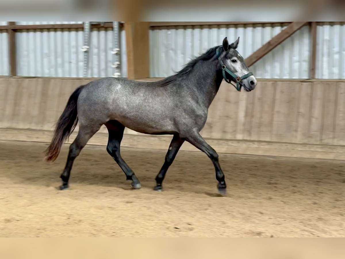 Connemara Gelding 2 years 13,2 hh Gray-Dapple in Osdorf
