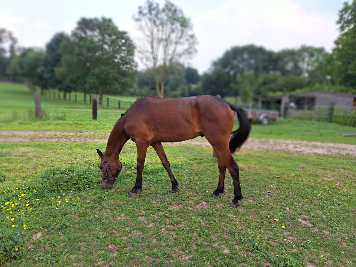 Connemara Gelding 2 years 14,1 hh Bay-Dark in Grotenberge