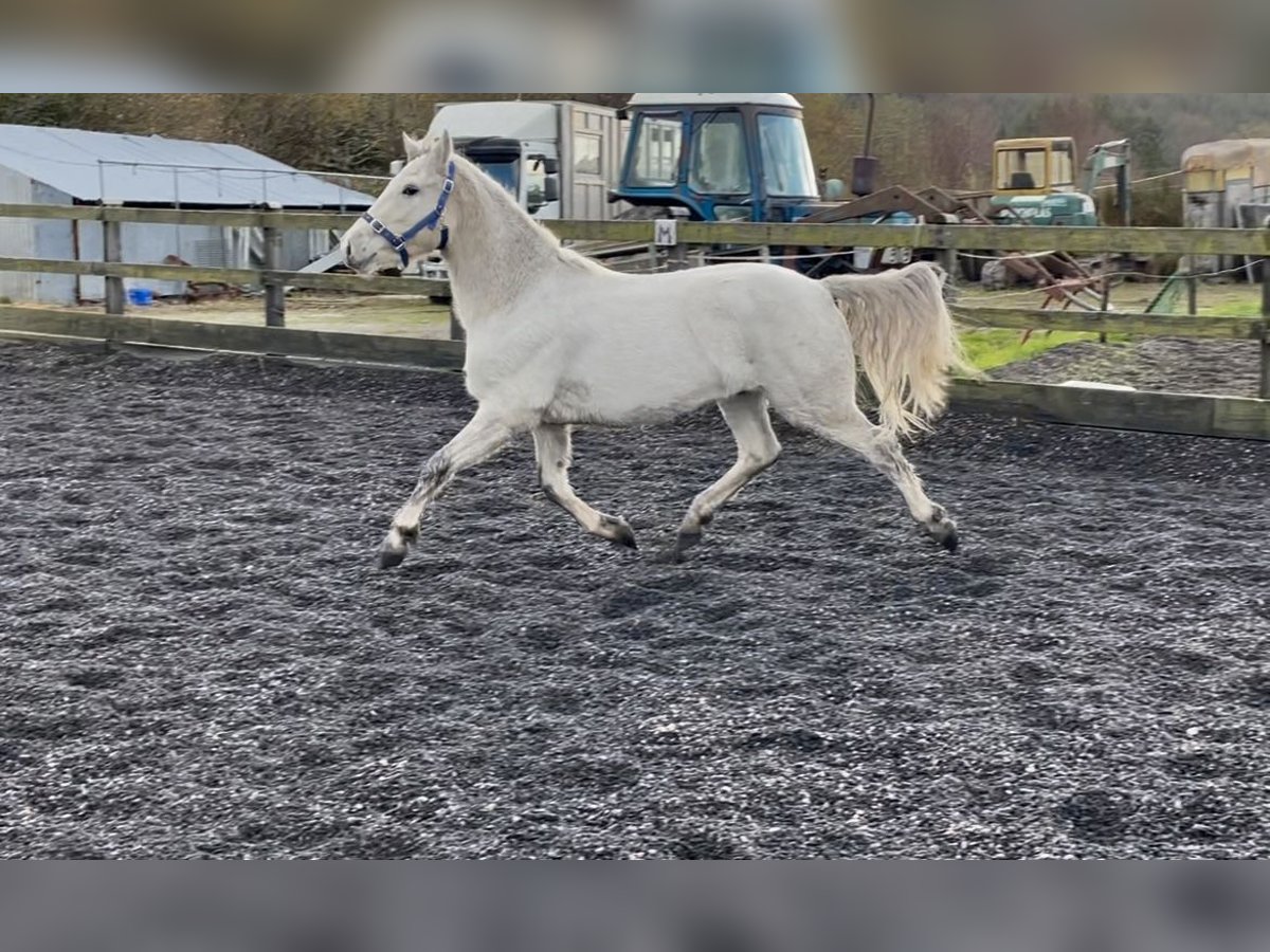 Connemara Gelding 2 years 14,1 hh White in Kenmare