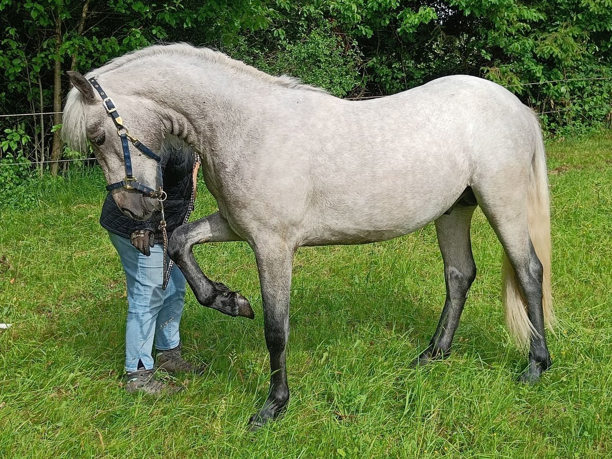 Connemara Gelding 2 years 14,2 hh Can be white in Rothenbuch